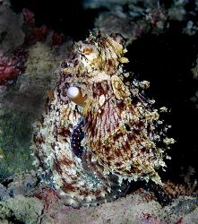 Octopus. Maldives 2006. by Chris Wildblood 